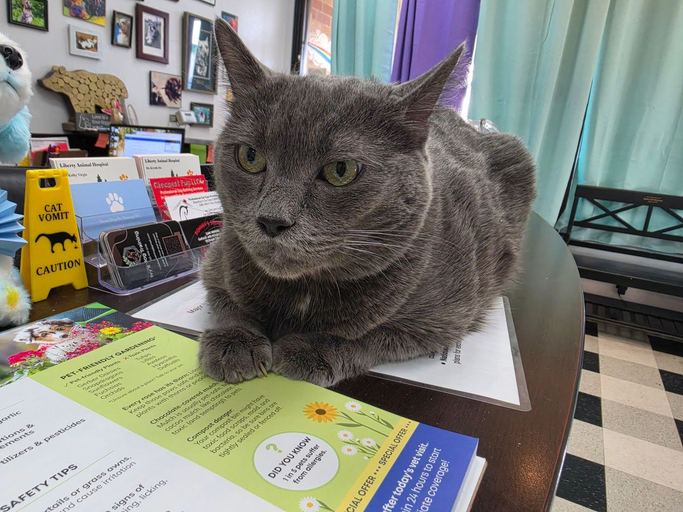 Grey cat lying on the front desk next to a rack of business cards and a small caution sign
