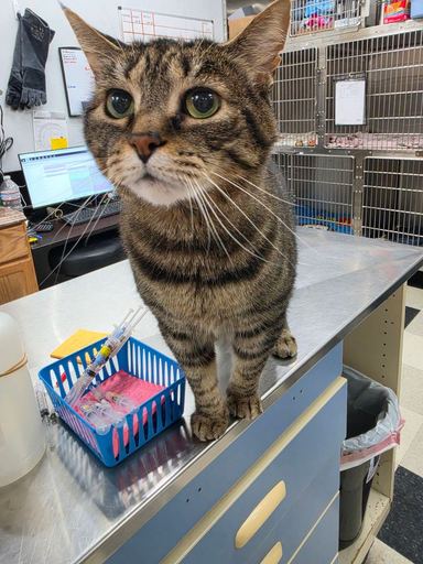 Tabby cat standing on the stainless steel table in the treatment area