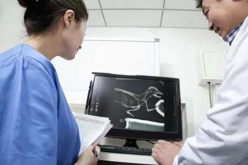 Veterinary team reviewing a dog's X-ray on a computer screen