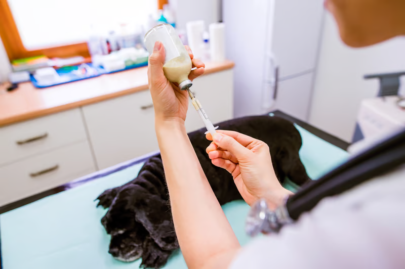Anesthesia for dogs and cats at Liberty Animal Hospital, South Salem