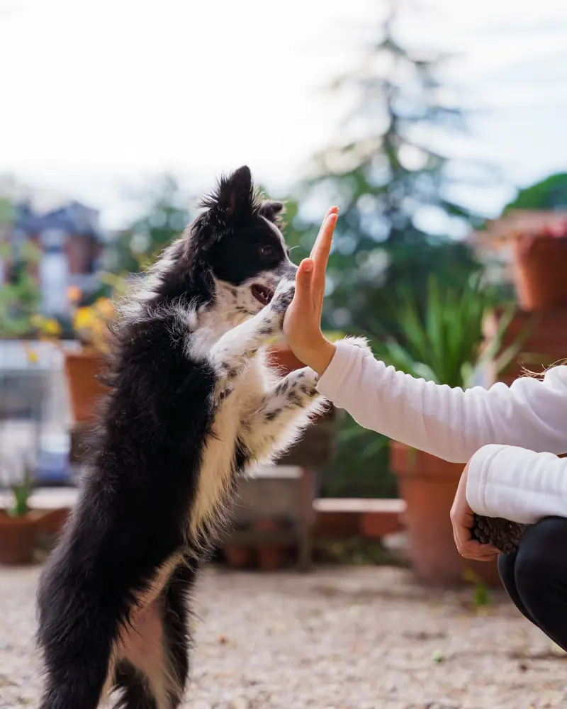 Black and white cat standing on its hind legs to high-five its owner