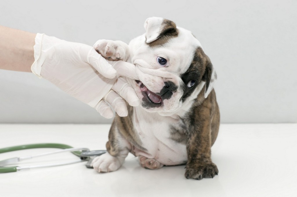 Dental Care for dogs and cats at Liberty Animal Hospital, South Salem