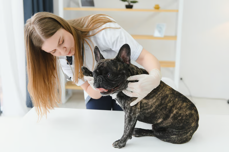 Dermatology for dogs and cats at Liberty Animal Hospital, South Salem