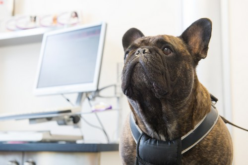 In-House Laboratory for dogs and cats at Liberty Animal Hospital, South Salem