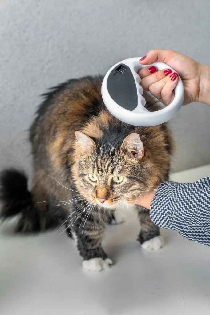 Long-haired tabby cat being scanned for a microchip