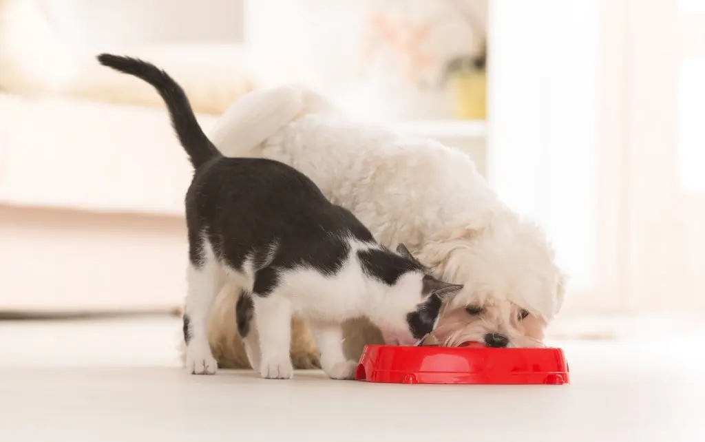 Kitten and small white dog eating from the same red bowl
