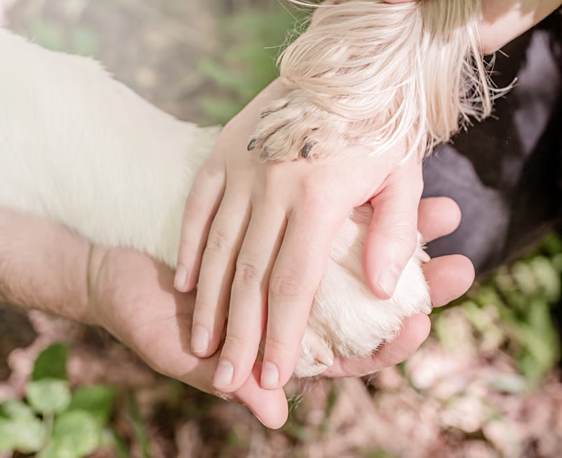 Palliative & End-of-Life Care for dogs and cats at Liberty Animal Hospital, South Salem