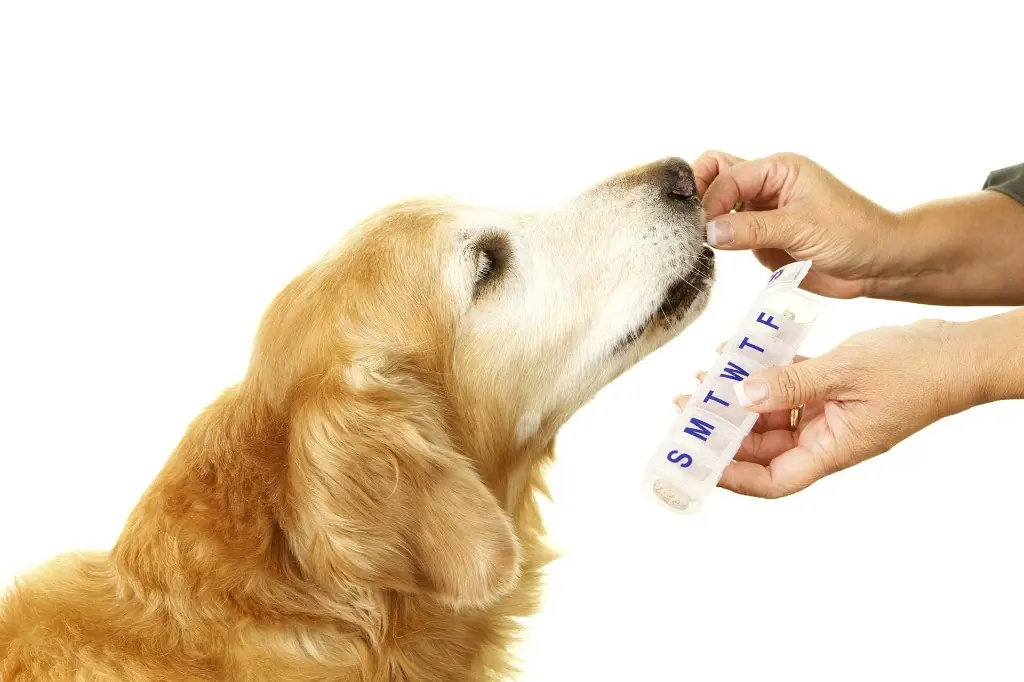 Golden retriever sniffing a weekly pill organizer held by its owner