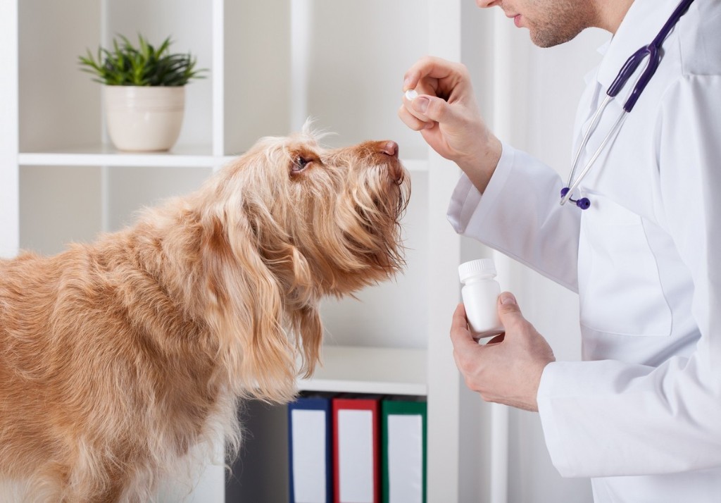 Pharmacy for dogs and cats at Liberty Animal Hospital, South Salem