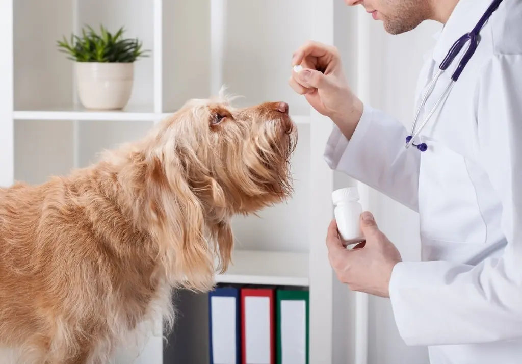Veterinarian holding a medication bottle beside a shaggy dog
