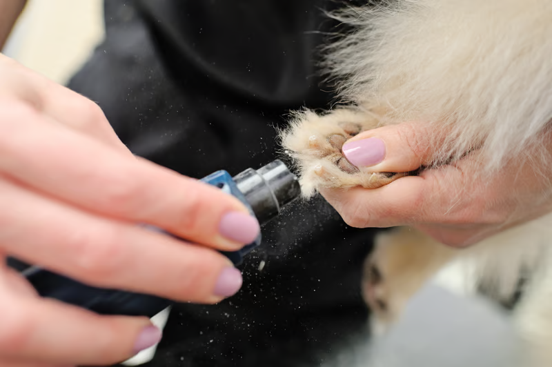 Pocket Pets Nail Trimming for dogs and cats at Liberty Animal Hospital, South Salem