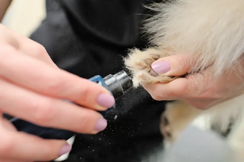 Small pet's claws being smoothed with a nail grinder