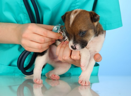 Preventative Care for dogs and cats at Liberty Animal Hospital, South Salem