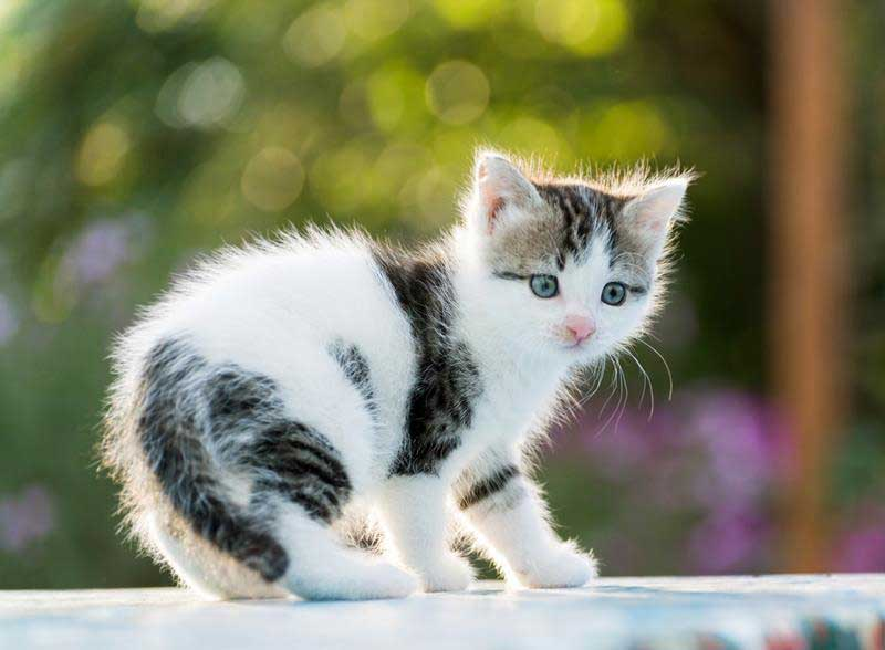 Puppy and Kitten Care for dogs and cats at Liberty Animal Hospital, South Salem