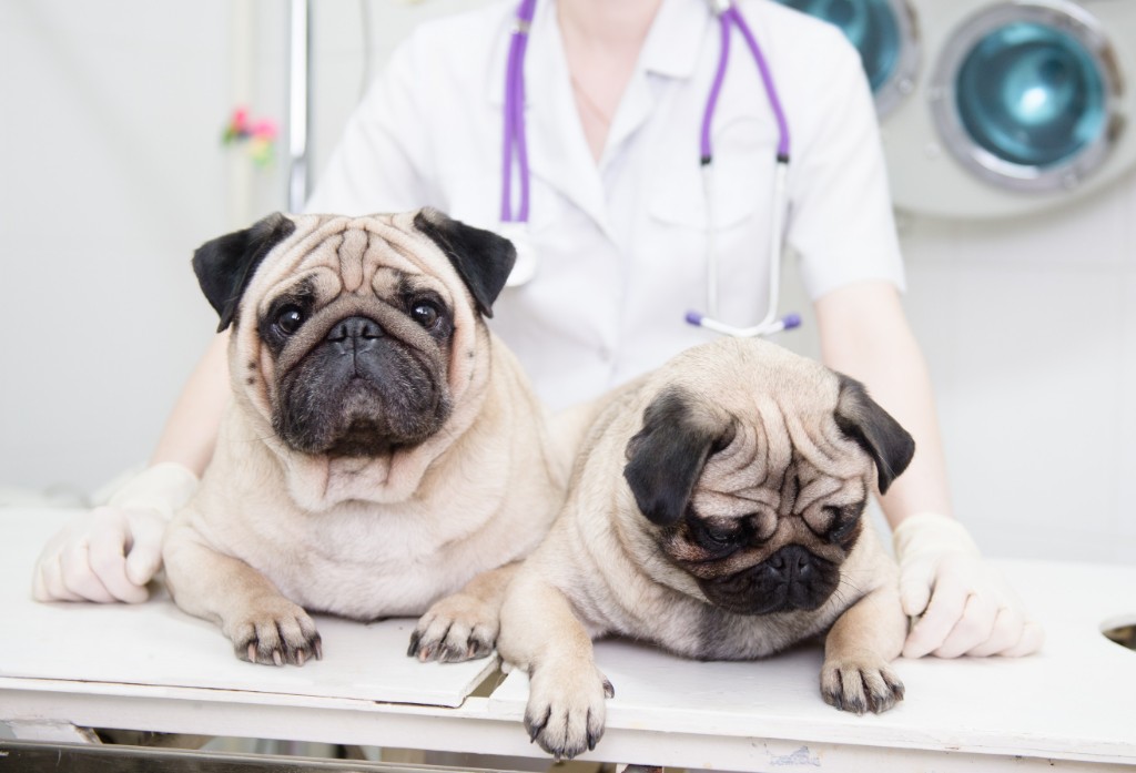 Spay and Neuter for dogs and cats at Liberty Animal Hospital, South Salem