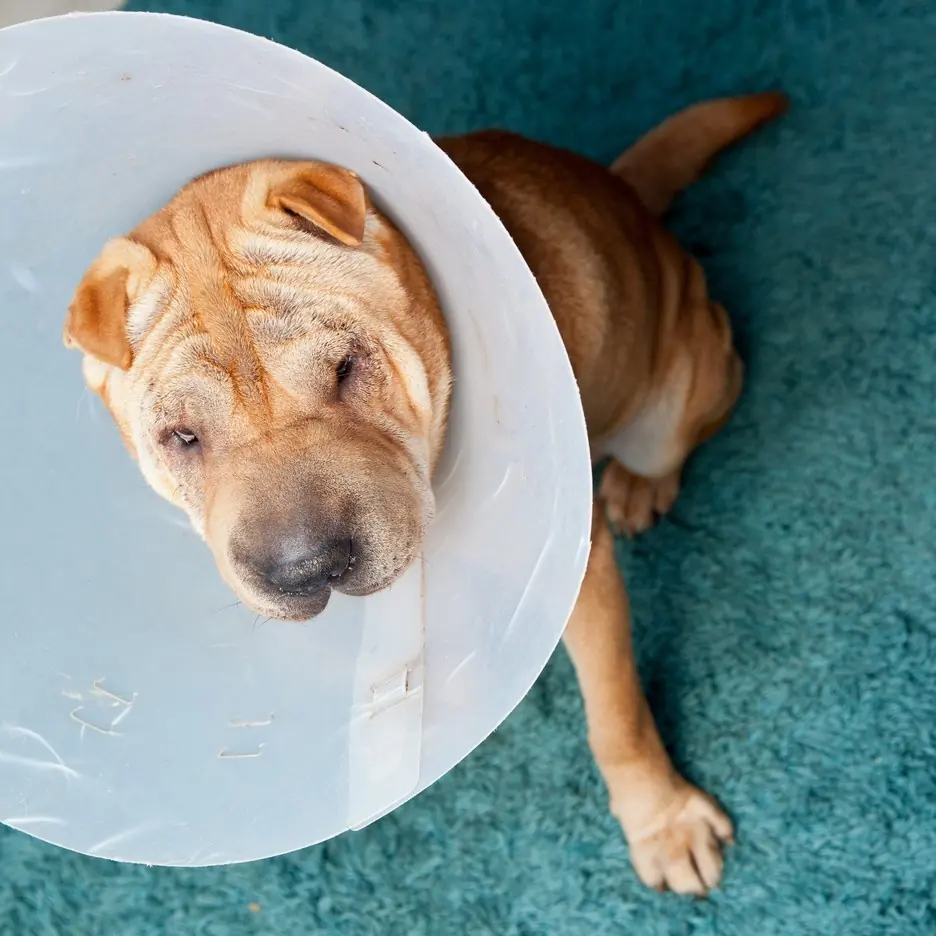 Shar-pei puppy wearing a cone while recovering from surgery