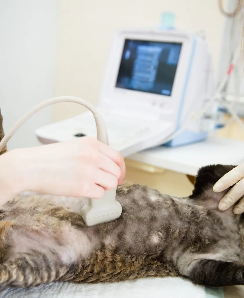 Cat lying on its back during an ultrasound scan