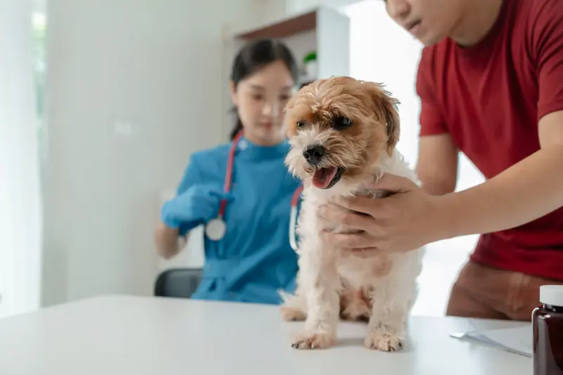 Veterinarian examining a small shaggy dog held by its owner
