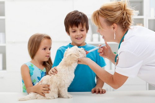 Vaccinations for dogs and cats at Liberty Animal Hospital, South Salem