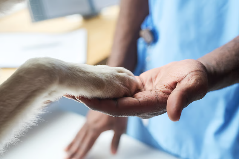 Wellness Plans for dogs and cats at Liberty Animal Hospital, South Salem