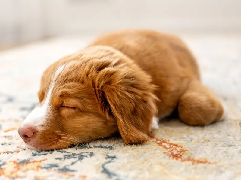 Puppy sleeping peacefully on a patterned rug
